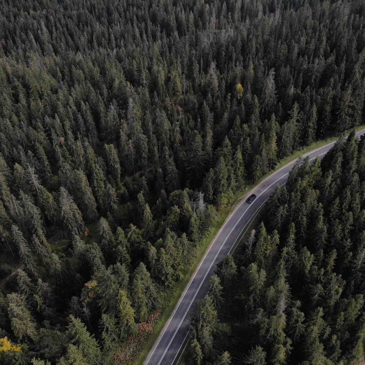 camino a través del bosque a vista de pájaro, traslado de cracovia a zakopane traslados
